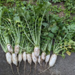 2023_05_31daikon-2.jpg