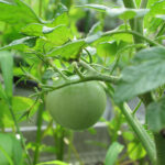 2024_07_06tomato1-1.jpg