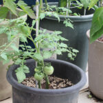 2024_07_06tomato2-2.jpg