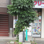 2025-06-11gairogyu1-1.jpg