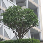 2025-06-11gairogyu2-0.jpg