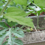 2026-06-23suika-3.jpg