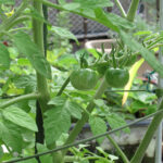 2026-06-23tomato-2.jpg