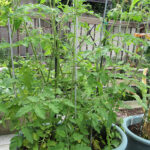 2026-06-30tomato-1.jpg