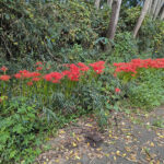 2026-09-18higanbana2.jpg