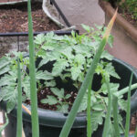 2026.05.21tomato-1.jpg