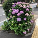 IMG_1249-0.jpeg