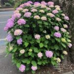 IMG_1251-1.jpeg