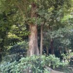 IMG_4292-3.jpeg