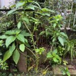IMG_4605.jpeg